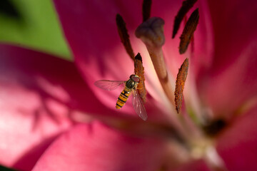 close up photo of a hoverfly - family Syrphidae. an insect sits in the middle of a flower and collecting pollen. macro shot 