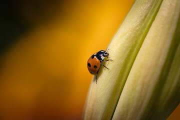 Close-up of a ladybug on a lily flower. blur sunny yellow background  