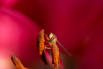 close up photo of a hoverfly - family Syrphidae. an insect sits in the middle of a flower and...