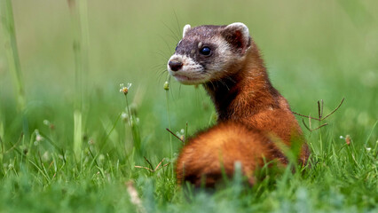 Naklejka na ściany i meble ferret on the grass