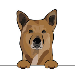 Funny Canaan dog with paws in a pocket, vector illustration. Cute dog head with paws on a white background, isolated logo. Hand-drawn mascot. Funny dog muzzle over a white wall. BFF. Mongrel breed dog