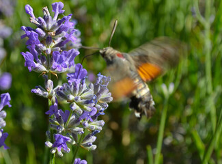 *Taubenschwänzchen*