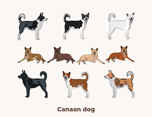 Fototapeta premium Canaan dog colors. Popular coat colors. Cute dogs characters in various poses, design for design projects. Cute cartoon vector set. Dog Drawing collection set. Red, liver standard colors mongrel dog.