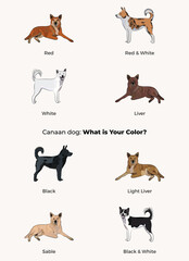 Canaan dog colors. Popular coat colors. Cute dogs characters in various poses, design for design projects. Cute cartoon vector set. Dog Drawing collection set. Red, liver standard colors mongrel dog.