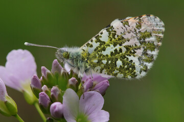 Aurore (anthocharis cardamines)