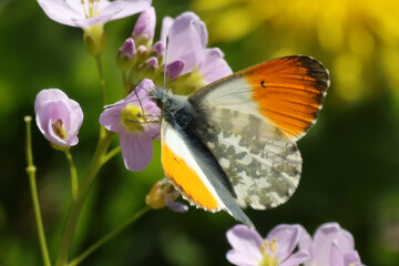 Aurore (anthocharis cardamines)