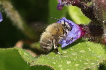 Anthophore plumeuse (anthophora plumipes)