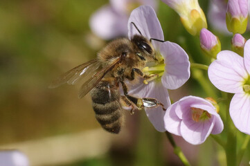 Abeille domestique (apis mellifera)