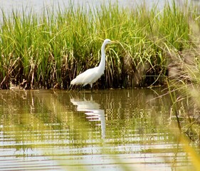 Reflection 