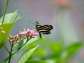 butterfly on a flower