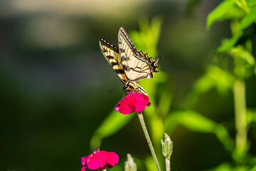 Tiger Swallowtail butterfly on a flower