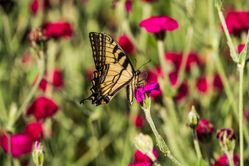 Tiger Swallowtail butterfly on a flower