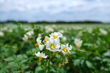 Feld mit Kartoffeln in der Blüte	