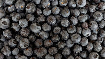 banner or close up freshly picked blueberries yet to be sorted and cleaned