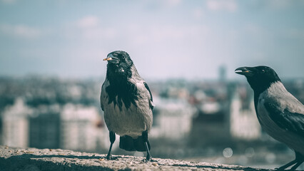 bird, crow, nature, black, animal, wildlife, raven