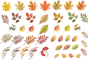 Fall leaves clipart. Watercolor hand painted illustration. Colorful autumn folliage