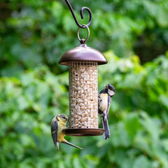 Photo of birds eating peanuts from a bird feeder