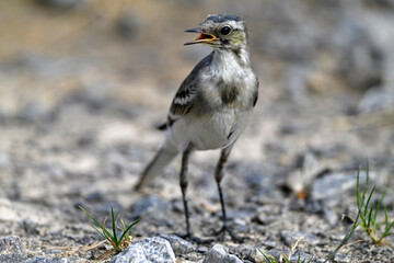 young White wagtail // junge Bachstelze (Motacilla alba) 