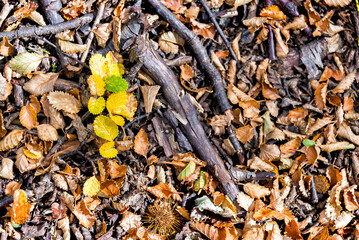 detail of the ground full of withered leaves and branches in Tierra del Fuego National Park