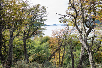 Dense vegetation in the forest of Tierra del Fuego National Park, Ushuaia