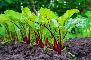 Young fresh beet leaves. Beetroot plants in a row from a close distance