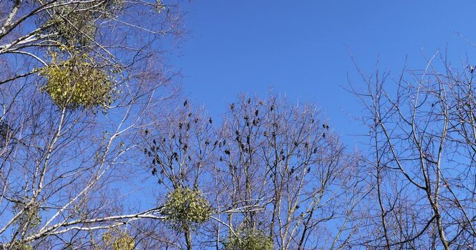 leafless trees in sunny weather in spring, tree branches without foliage in early spring