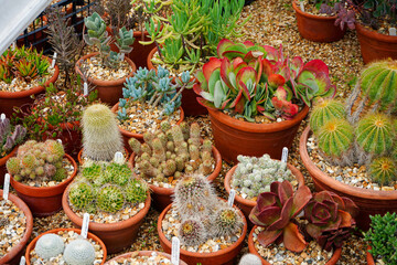 Close up of succulent plants in pots