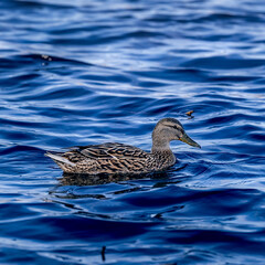duck, water, bird, mallard, lake, nature, animal, 