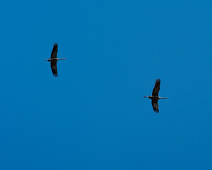 sky, flying, bird, fly, flight, airplane, plane, birds, 