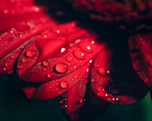 flower, rose, water, red, nature, macro, drops, rain, 