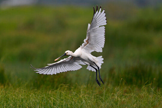 Eurasian spoonbill // L&ouml;ffler (Platalea leucorodia) - Greece