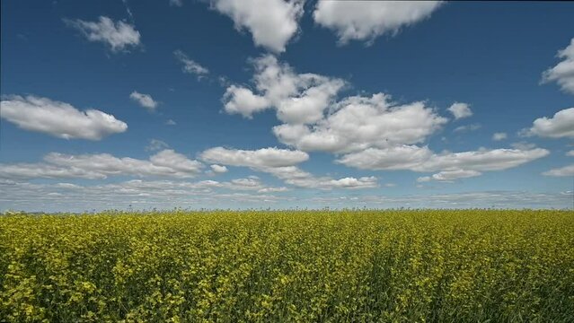 Blooming canola field with plants blowing in the wind under a blue sky with puffy white clouds.
