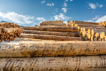 Holzindustrie Lagerplatz geschälte Baumstämme gestapelte Schichtholz frontal im Gegenlicht vor...