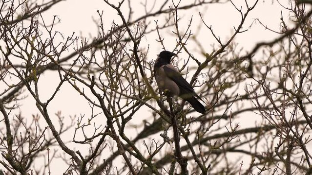 A hooded crow (Corvus cornix) also called the scald-crow or hoodie sitting in the top of a tree