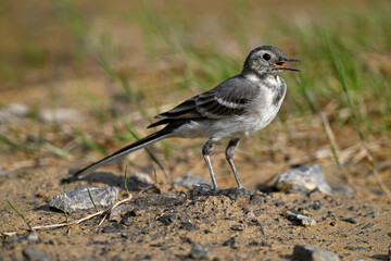 young White wagtail // junge Bachstelze (Motacilla alba) 