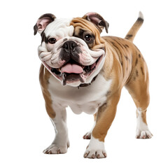 Fototapeta premium english bulldog isolated on white