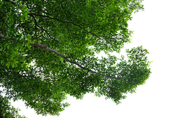 Green leaves on tree isolated on white background 