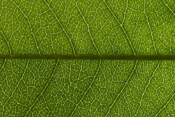 Macro of green leaf, veins and structures visible.