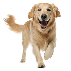 golden retriever isolated on white background