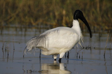 Black headed Ibis near back water of Bhigwan. Migratory bird. Beautiful wall mounting. Seasonal greeting card picture. Ibis family bird