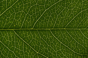 Macro of green leaf, veins and structures visible.