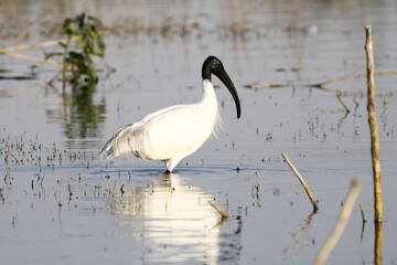 Black headed Ibis near back water of Bhigwan. Migratory bird. Beautiful wall mounting. Seasonal greeting card picture. Ibis family bird