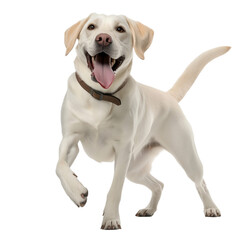 labrador retriever isolated on white background