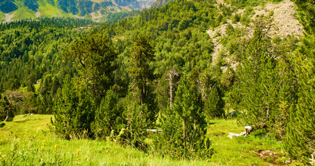 Mountain valley, meadow and forest .Wide photo.
