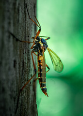 insect, nature, macro, animal, bug, green, 