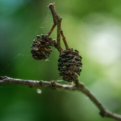 insect, nature, macro, spider, butterfly, plant,