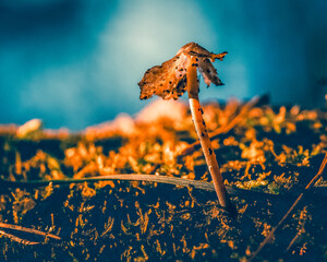 Fototapeta premium butterfly, nature, insect, flower, plant, macro, 