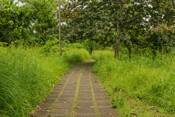 Campuhan ridge walk, Bali, Indonesia, track on the hill with grass, large trees, jungle and rice fields.
