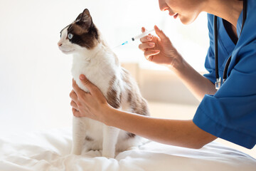 Veterinarian Doc Lady With Syringe Making Injection To Cat Indoors