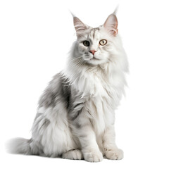 maine coon cat isolated on white background